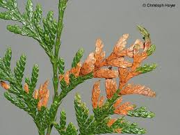 Image result for kabatina thujae