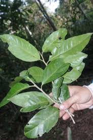 Image result for Drypetes