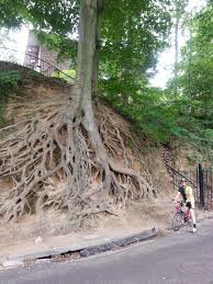 Pin By Skk On Bomen Trees Weird Trees Nature Tree Unique Trees