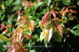 Image result for Agarista