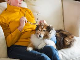 Oct 25, 2019 · dogs who become less active, slow down, or seem to lose purpose may be suffering from dog depression. Psychiatric Service Dogs For Bipolar Disorder