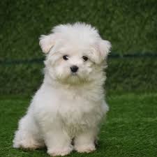 Pin On Maltese Puppies