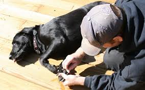 trim your dog s black nails safely