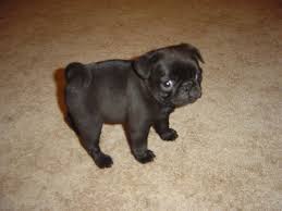 Pugs are lively little dogs, however they are relatively active indoors and do well without a yard. Black Pug Google Search Pug Puppies Black Pug Puppies Black Pug