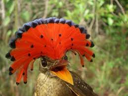 Bird With Red Mohawk And Orange Beak Northern Royal Flycatcher Onychorhynchus Beautiful Birds Pet Birds Flycatcher