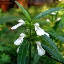 Image result for Leucas princei