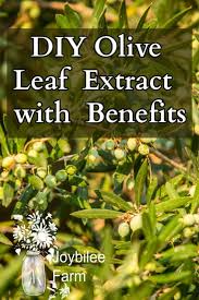 Diy Olive Leaf Extract With Benefits In 2020 Olive Leaf Benefits Olive Leaf Leaf Health