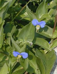 These weeds are experts in skipping mowing sessions, so you need controlled and selective herbicides to get rid of them. Asiatic Dayflower Commelina Communis