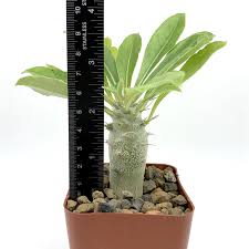 Image result for Pachypodium