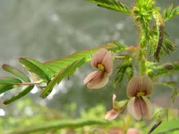 Image result for Aeschynomene sp. A