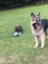 Where can i buy an issa shiloh shepherd? Bellaterra Shiloh Shepherds Home Facebook