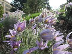 Maybe you would like to learn more about one of these? 6 Plants That Beat Butterfly Bush For The Wildlife Draw