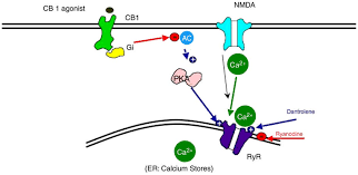 Possible mechanism of CB 1 agonist neuroprotection Modified from... | Download Scientific Diagram