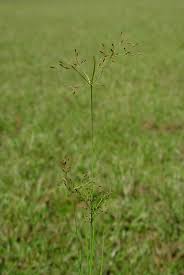 Image result for Fimbristylis aphylla