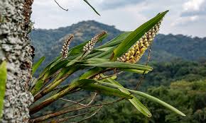 Image result for Polystachya kermesina