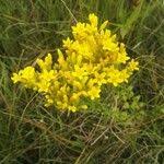 Image result for Sebaea leiostyla