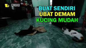 Banyak orang yang tanya kalau kucing demam kuning, kucing demam. Buat Ubat Demam Kucing Sendiri Mudah Sahaja Youtube