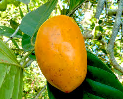 Kitzy amazon brand wet cat food, gravy, grain free, 3oz pack of 24 (chicken & salmon, chicken (kitten), salmon tuna & chicken, variety pack) kitzy $14.99 $ 14. Fruits In The World Fruits Name Starts With The Letter U