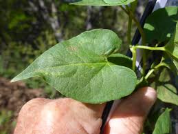 Image result for Fallopia convolvulus
