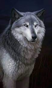 Beautiful Grey Wolf Wolf Wallpaper Anime Wolf Wolf Dog
