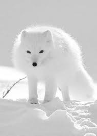 Arctic Fox Animals Animals Beautiful Albino Animals