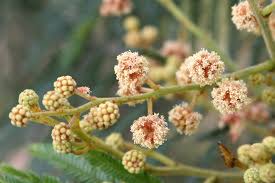 Image result for Acacia mearnsii