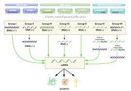 By organizing viruses based on their manner of mrna production, it is possible to study viruses that behave similarly as a distinct group. Baltimore Classification
