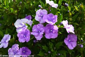 Image result for Brunfelsia pauciflora