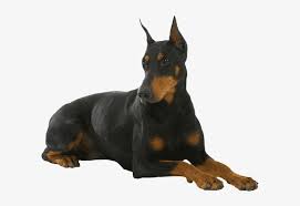 Let's help dobies and little paws rescue raise $10,000 through july. Doberman Pinscher Doberman Png 750x531 Png Download Pngkit