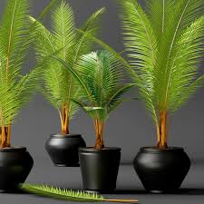 I remember pal said he had a large coconut inside i have my licuala elegans inside and am about to receive a areca vestiaria and i intend to use it as houseplant , anyone has any success on this? Coconut Palm Set 3d Max