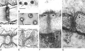 Plasmodesmata facilitate the movement of molecules between cells, ranging from small photosynthetic products to large proteins and mrna. Plasmodesmata An Overview Sciencedirect Topics