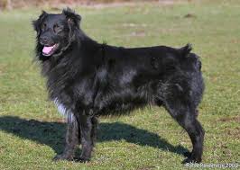 Australian Sheepdog Black And White Austrailian Shepard Australian Shepherd Black Australian Shepherd Australian Shepherd Dogs
