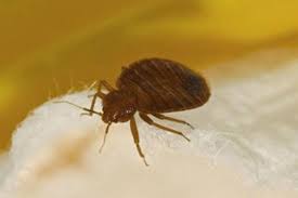 Why Home Remedies For Bed Bugs Are Your Only Option Diatomaceous Earth