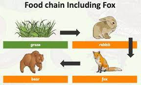 If you thought mcdonald's and wendy's were the future, you might have to think again. What Is A Food Chain Food Chain Facts