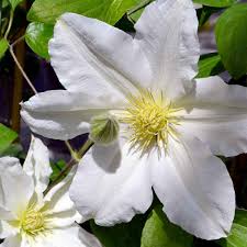 Awarded the royal horticultural society's 'award of garden merit' in 1993 plant details Clematis Royal Wedding
