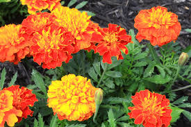 Why, you might even be leaving. 10 Easy Flower Seeds You Can Sow In Your Garden In June To Bloom This Autumn