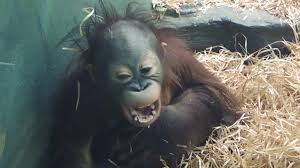 В зоопарке показали, как живет спасенный человеческими врачами орангутан  матику