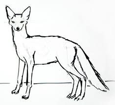 Jackal Picture 2 Jackal Drawings Draw