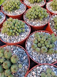 Image result for Centema subfusca