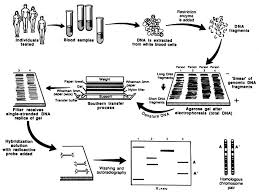 Sequence data analysis has become a very important aspect in the field of genomics. Summary Dna Technology In Forensic Science The National Academies Press