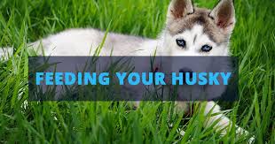The ideal diet for a husky puppy has to be mainly based on meat and contain enough vitamins and proteins to allow bone and muscle development. Feeding Your Husky Balanced Diet For A Healthy Husky Husky Advisor