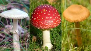 10 Of The Uks Deadliest Mushrooms Bt