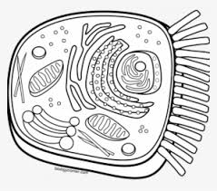 Cell membrane biology yup transportation coloring tumblr student teaching pictures. Cell Coloring Worksheet Animal Cell Coloring Dog Face Plant Cell Coloring Transparent Png 678x600 Free Download On Nicepng
