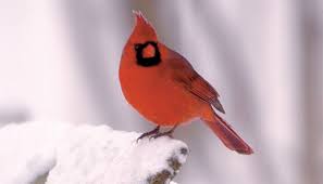 About 20 different species of birds visit it regularly. All About Cardinals And How To Attract Them Wild Birds Unlimited Wild Birds Unlimited