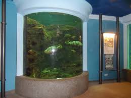 The aquarium and marine museum is located in the university malaysia sabah campus. Ums Aquarium And Marine Museum Zoochat