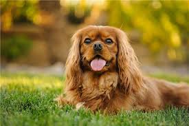 Welsh springer spaniel) — порода охотничьих собак их семейства спаниэлей. 8 Porod Sobak Spanielej Kak Sozdat Schastlivyj Dom Dlya Vashego Pitomca