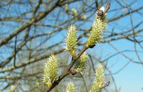 Biblical references to willow trees include psalm 137, in which jews held in captivity to babylon weep remembering their homeland: Goat Willow Herb Health Benefits Uses And Side Effects