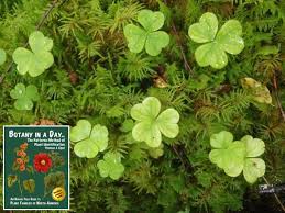Among them that can be seen include the yellow wood sorrel, violet wood sorrel and redwood wood sorrel. Oxalidaceae Wood Sorrel Family Identify Plants And Flowers