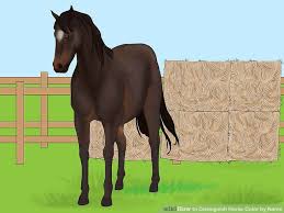 How To Distinguish Horse Color By Name 9 Steps With Pictures