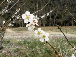 White flowers meaning in japan. Hanakotoba The Secret Meanings Behind 9 Flowers In Japan